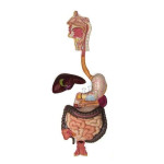 Digestive System Classic